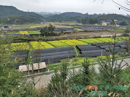 食用(yòng)菌大(dà)棚基地