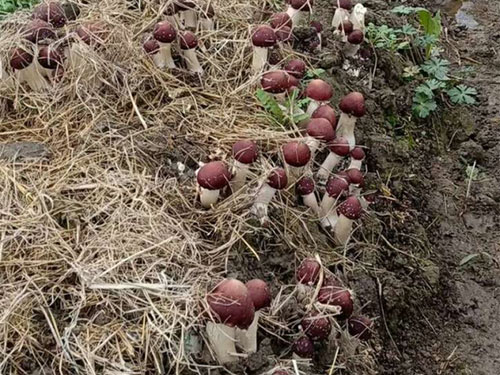 廣東藍田農業有限公司,懷化(huà)食用(yòng)菌種植銷售,懷化(huà)羊肚菌種植銷售,懷化(huà)赤松茸種植銷售