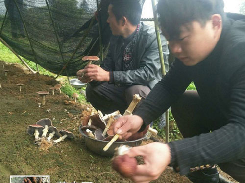 廣東藍田農業有限公司,懷化(huà)食用(yòng)菌種植銷售,懷化(huà)羊肚菌種植銷售,懷化(huà)赤松茸種植銷售