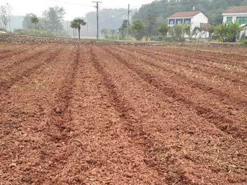 廣東藍田農業有限公司,懷化(huà)食用(yòng)菌種植銷售,懷化(huà)羊肚菌種植銷售,懷化(huà)赤松茸種植銷售