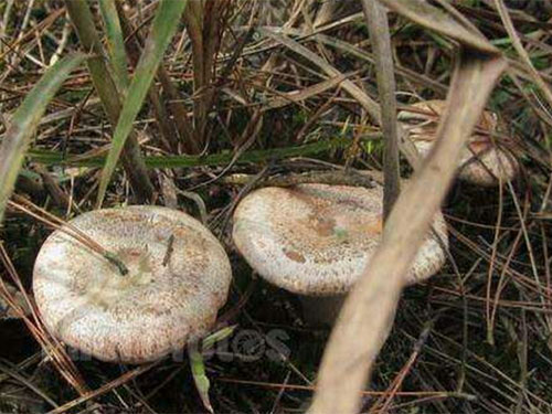 廣東藍田農業有限公司,懷化(huà)食用(yòng)菌種植銷售,懷化(huà)羊肚菌種植銷售,懷化(huà)赤松茸種植銷售